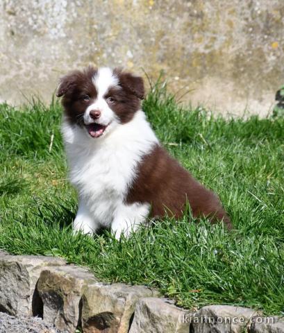 chiot border collier 