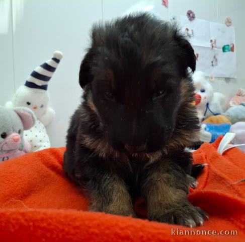chiot berger allemand lof à donner femelle 