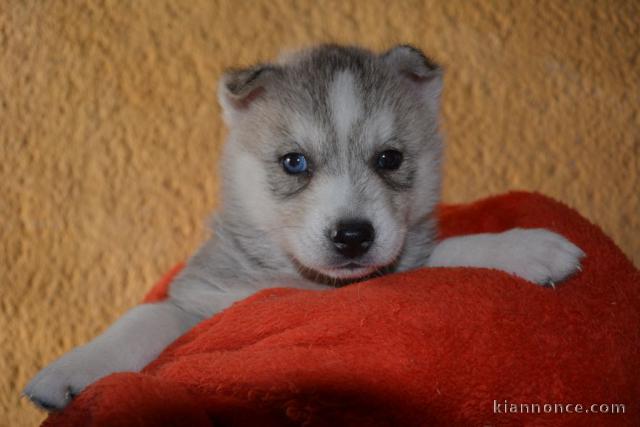 Chiot husky sibérien adorable 