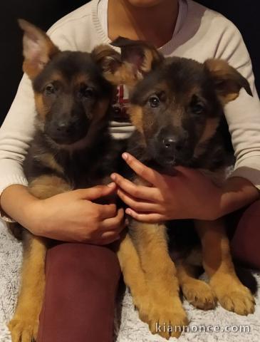 Berger Allemand disponible à adopter 