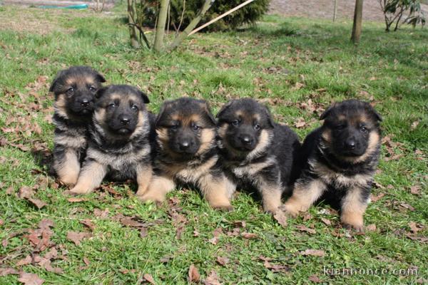 Dons chiot berger allemand 