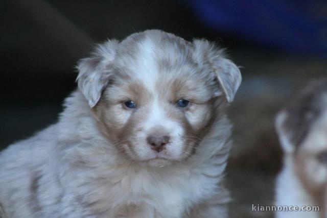 chiot berger australien mâle adorable 