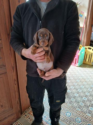 chiot teckel disponible à vendre 