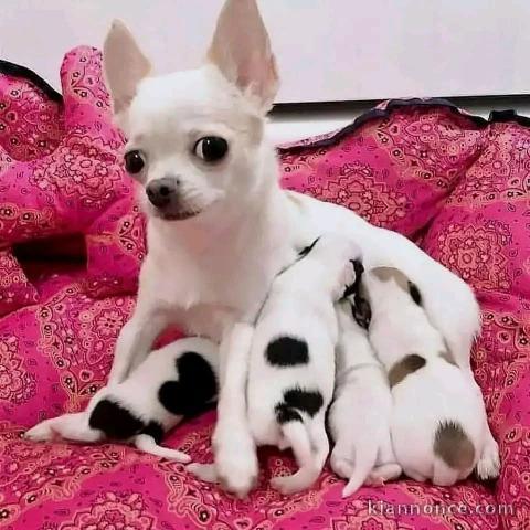 chiot chihuahua femelle et mâle disponible 