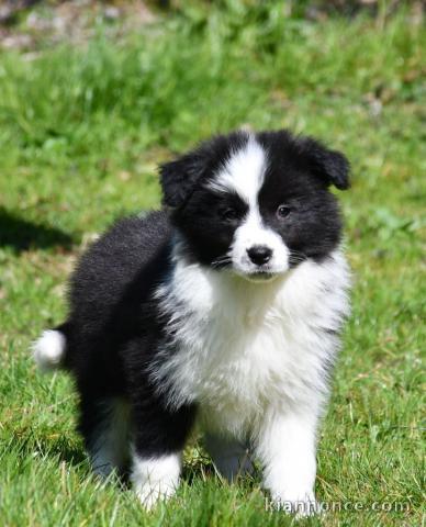 chiot berger australien lof mâle et femelle a donner 