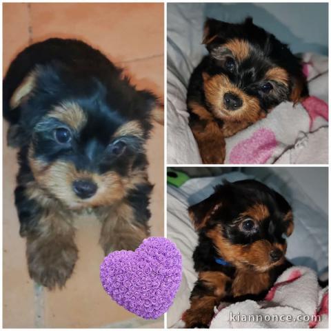 chiot Yorkshire disponible 