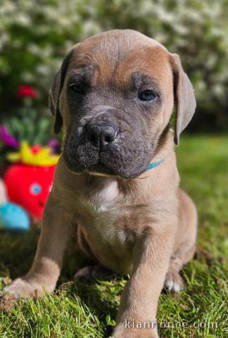 chiot cane corso a donner 