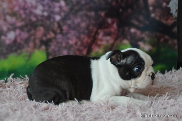 chiot Boston terrier disponible 