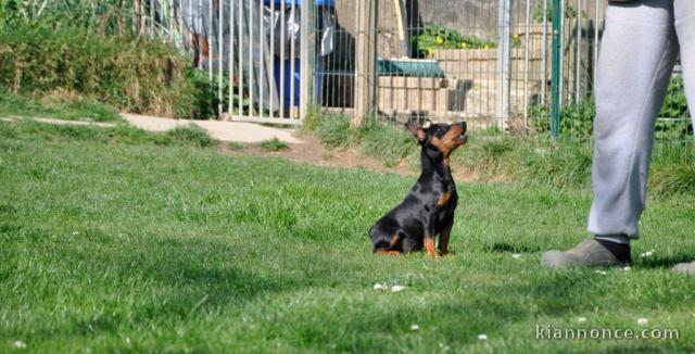 chiot pinscher nain disponible 