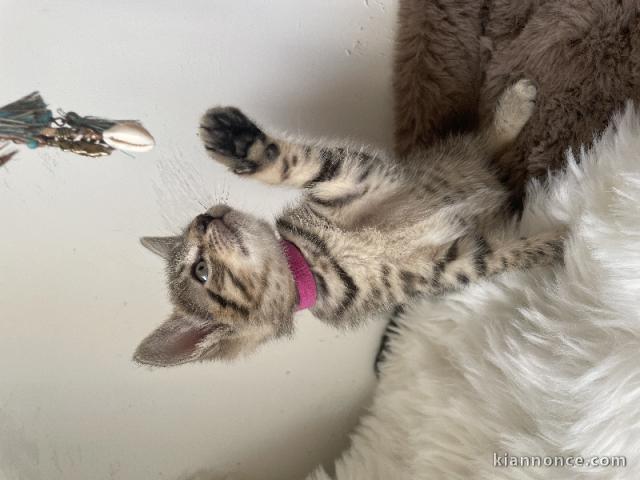 Bébé chaton Bengal adorable disponible de suite 