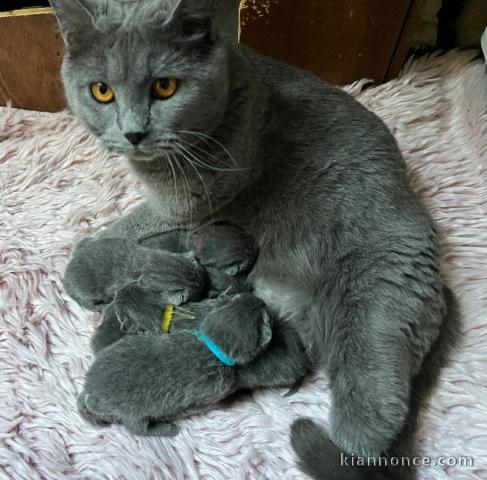 chaton chartreux a donner 