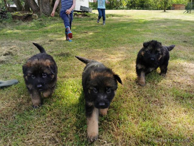 chiot type berger allemand a donner 
