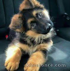 Berger Allemand mâle noir adorable 