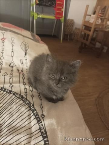 Je donne chaton chartreux 