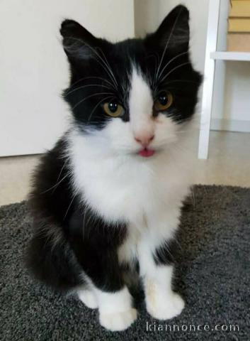 Je donne chaton disponible 