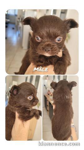 chiot chihuahua femelle a donner 