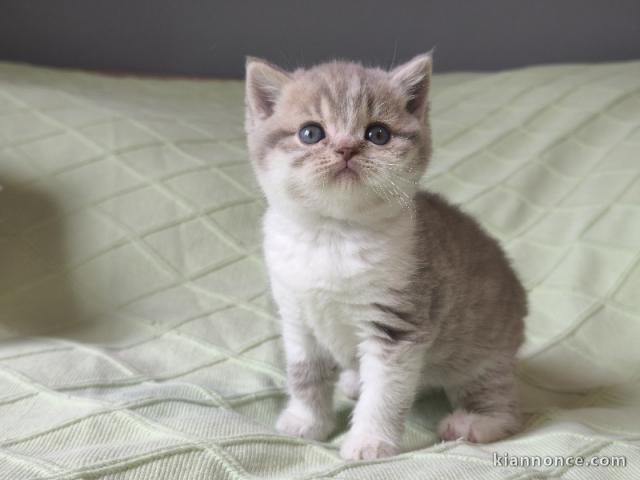 Chatons British Shorthair et Longhair a donner 