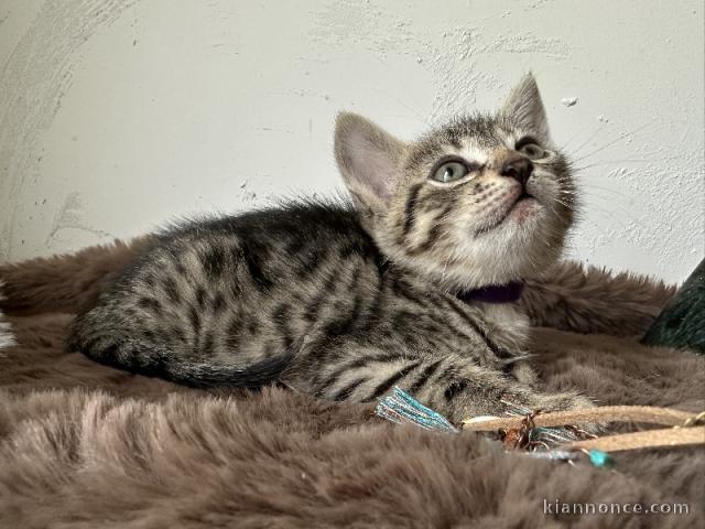 chaton Bengal mâle a donner 