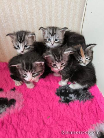 Adoption chatons maine coon adorable 