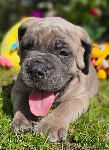 chiot cane corso a donner 