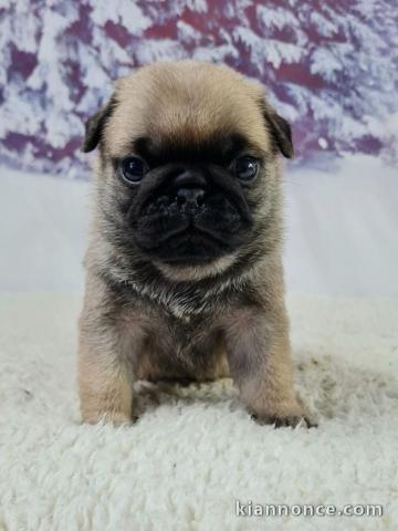 chiot carlin a donner femelle 