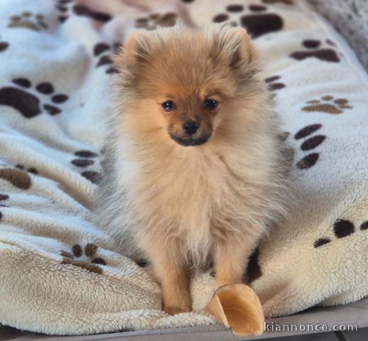chiot spitz allemand âge de 3 moi a donner 