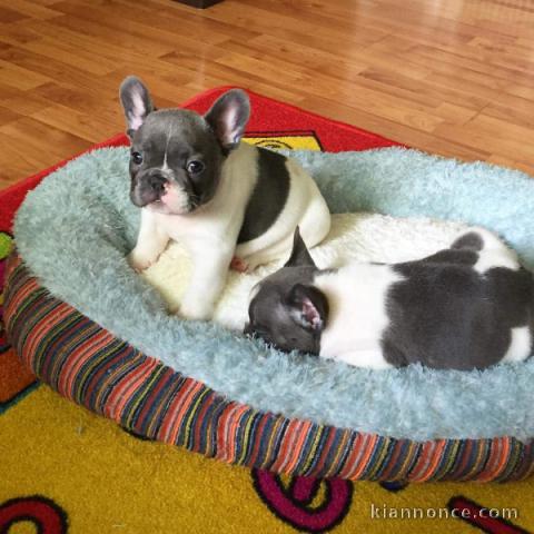 chiot bouledogue français 