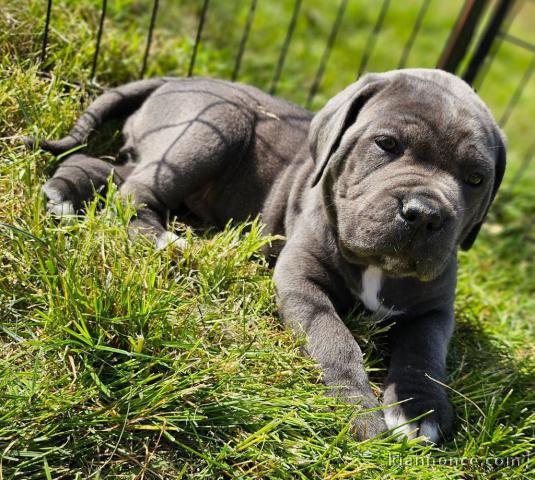 chiot cane corso a donner femelle 