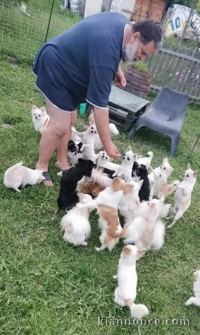 chiot chihuahua femelle a donner 