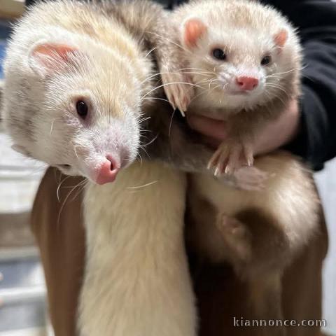 Bébé furets a donner femelle et mâle 