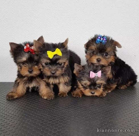 chiot Yorkshire terrier mâle et femelle a donner 