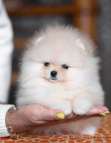 chiot spitz nain Poméranie à donner 