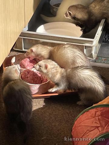 Furets a donner disponible 