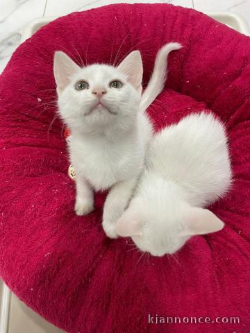 Adoption chatons disponible 