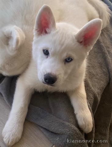 chiot type husky sibérien 