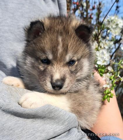chiot husky sibérien à adopter 