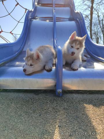 Deux chiots Sibérien Husky a vendre a petit prix 