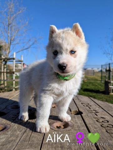 chiot sibérien husky aux yeux bleus sont disponible 