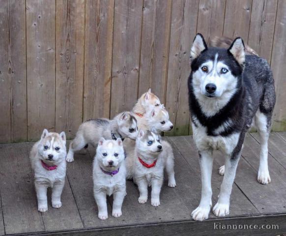 chiot sibérien husky a donner 