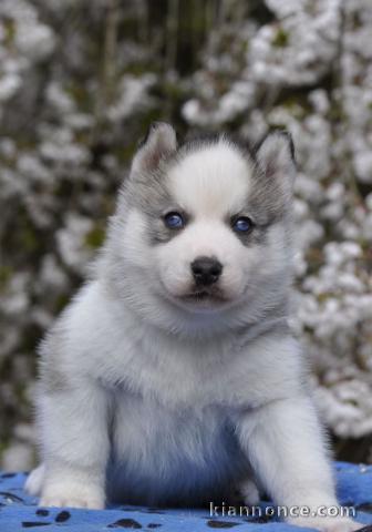 chiot husky sibérien à donner 