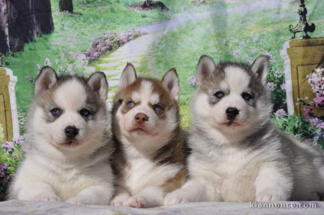 Trois petits chiots Sibérien Husky a donner 