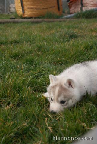 chiot husky sibérien pour adoption 