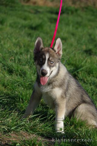 chiot husky sibérien adorable 