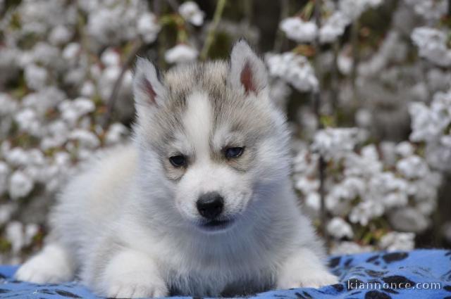 chiot sibérien husky a donner mâle 