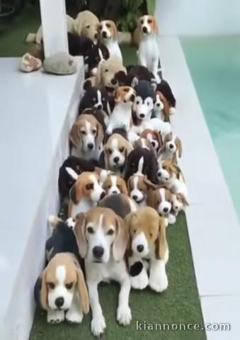 Chiots d’apparences Beagles 