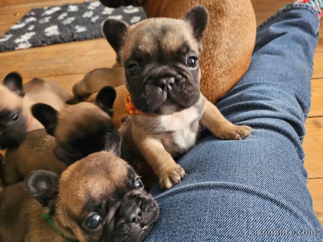 Dons chiot bouledogue français 