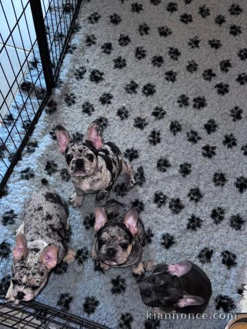 chiot bouledogue français à adopter 