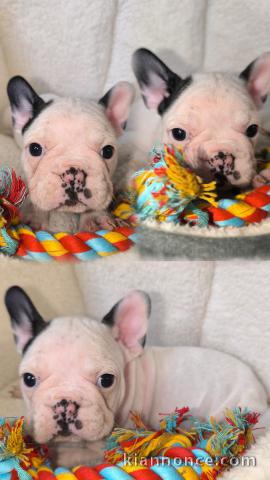 chiot bouledogue français adorable disponible 