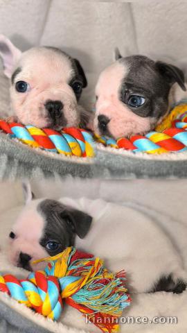 chiot bouledogue français à donner 