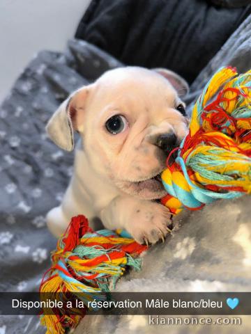 bébé chiot bouledogue français disponible 